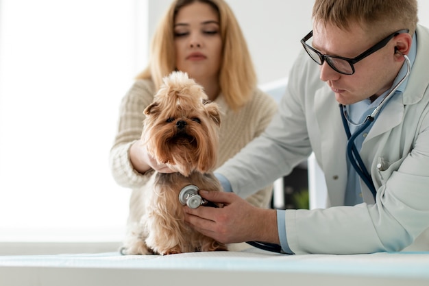 Süßer Hund während einer Beratung