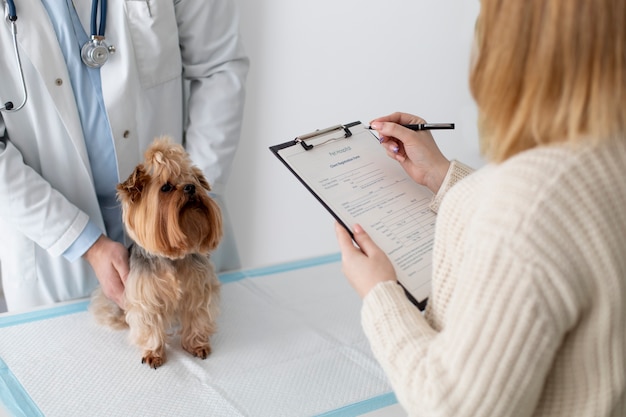 Süßer Hund während einer Beratung