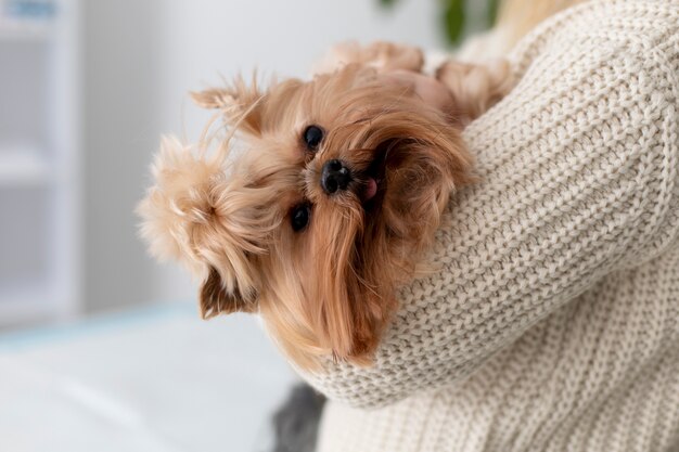 Süßer Hund während einer Beratung