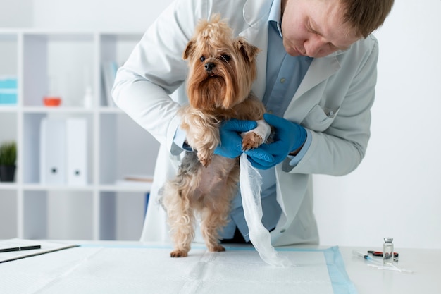 Süßer Hund während einer Beratung