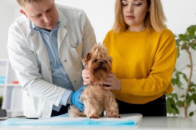 Süßer Hund während einer Beratung