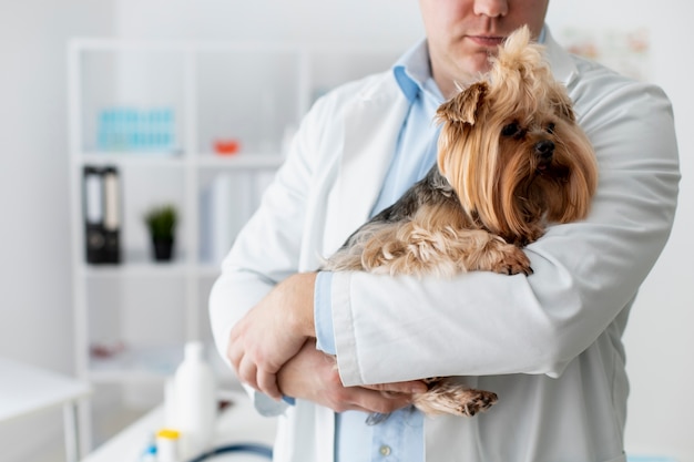 Süßer Hund während einer Beratung