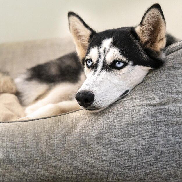 Süßer Husky, der auf einer Couch vor einem verschwommenen Hintergrund liegt