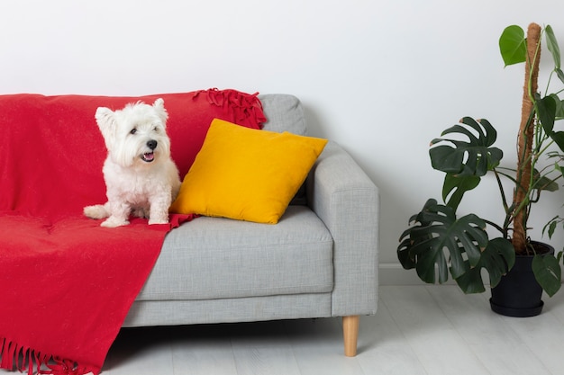 Kostenloses Foto süßer kleiner hund auf einer couch