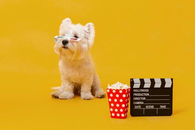 Süßer kleiner Hund mit Filmelementen