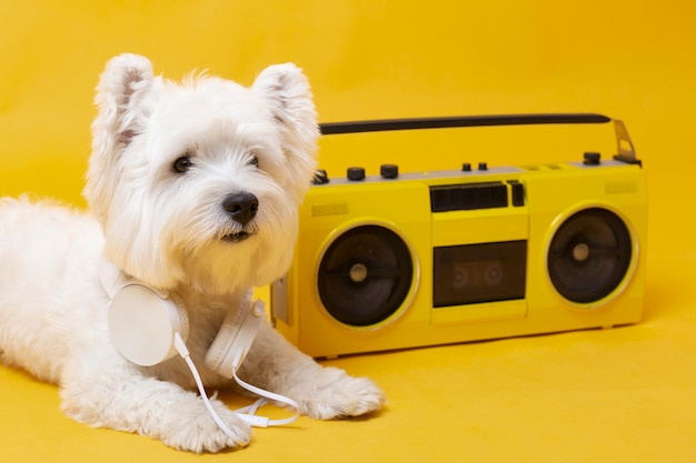 Kostenloses Foto süßer kleiner hund mit kassettenspieler
