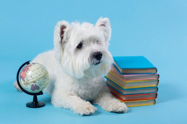 Süßer kleiner Hund zurück in die Schule