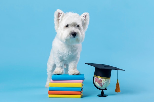 Süßer kleiner Hund zurück zur Schule