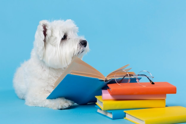 Kostenloses Foto süßer kleiner hund zurück zur schule