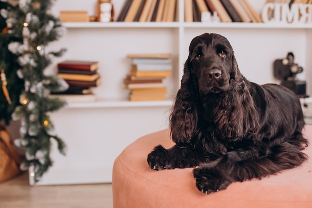 Kostenloses Foto süßer kleiner schwarzer cockerspaniel