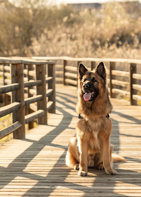 Süßer, kräftiger Deutscher Schäferhund, der mit offenem Maul auf einer Holzbrücke sitzt