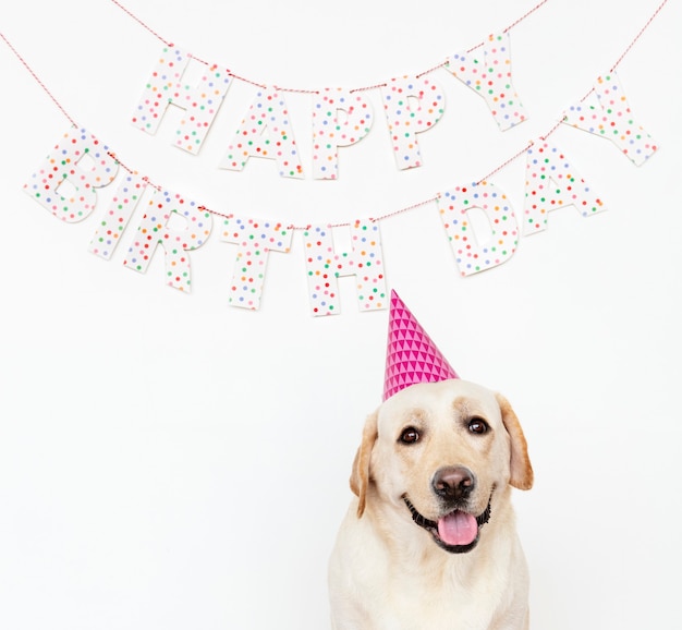 Süßer labrador retriever mit partyhut auf einer geburtstagsfeier