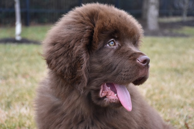 Süßer Newfie Hündchen, strecke deine Zunge raus und sag Ahh