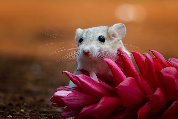 Süßer Rennmaus fetter Schwanz kriecht auf roter Blume Garbil fetter Schwanz auf Blume