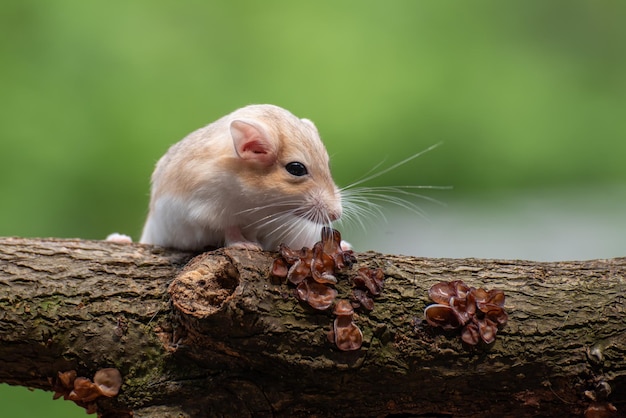 Süßer Rennmaus-Fettschwanz kriecht auf Baum Garbil-Fettschwanz in der Nähe