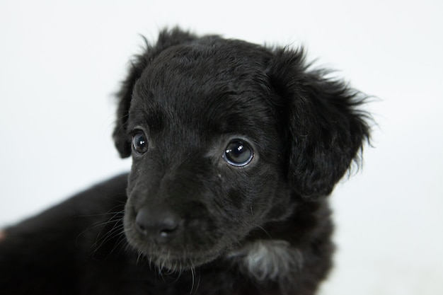 süßer schwarzer Flat-Coated Retriever Hund mit einem bescheidenen Gesichtsausdruck