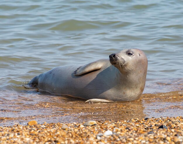 Süßer Seelöwe, der auf den Kieselsteinen an der Küste des Meeres liegt