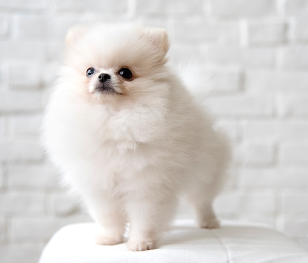 Süßer weißer Pommerschen Hund auf einem Stuhl