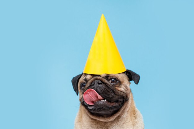Süßer welpe der mopsrasse mit partyhut auf dem kopf lächelnder hund