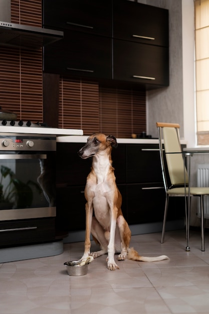 Süßer Windhund, der auf dem Boden sitzt