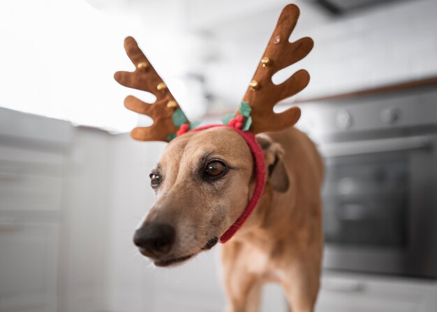 Süßer Windhund mit Rentier-Stirnband