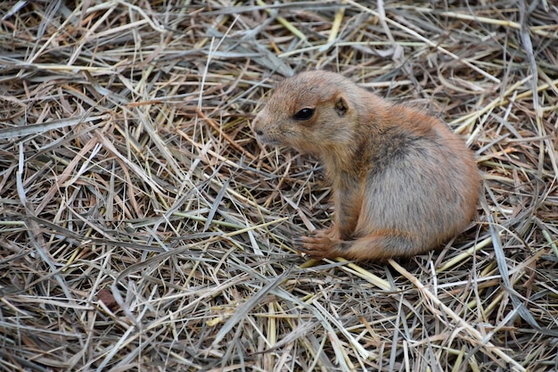 Süßes Baby-Eichhörnchen, das auf Heu auf seinen Hüften sitzt