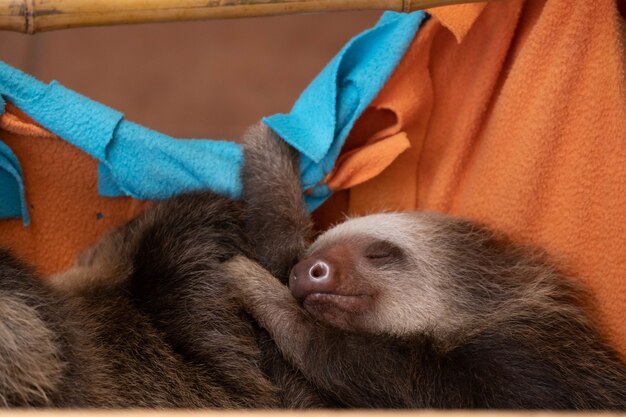Süßes Baby-Faultier, das friedlich schläft, während es sich an orangefarbenen Laken festhält, die an einer Bambusstange aufgehängt sind