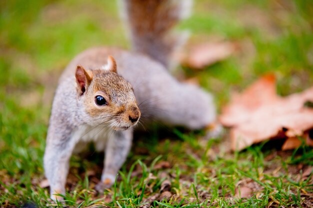 süßes Eichhörnchen, das auf dem Gras steht