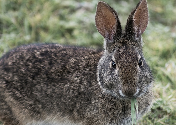 Kostenlose Foto süßes kaninchen, das gras im garten isst