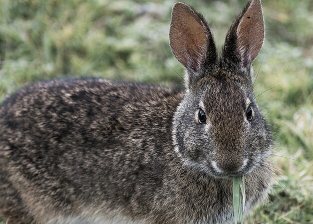 Süßes Kaninchen, das Gras im Garten isst