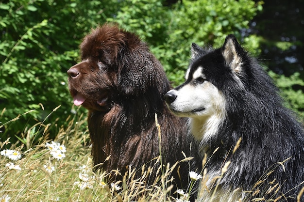 Süßes Paar Hundefreunde, die an einem Sommertag zusammen abhängen.