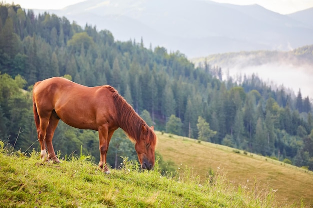Süßes Pferd in den Alpen, das Gras frisst
