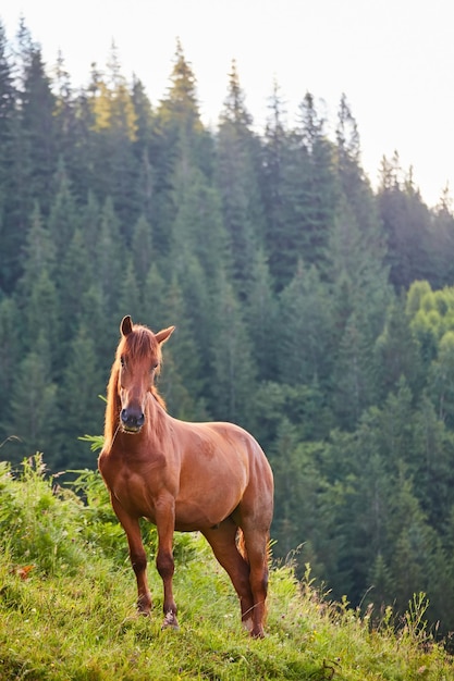 Kostenloses Foto süßes pferd in den alpen, das gras frisst