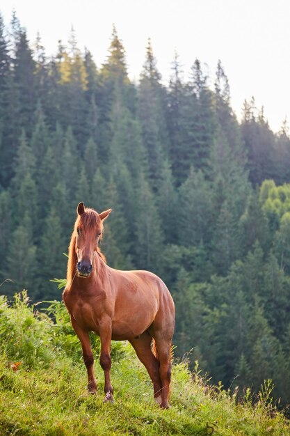 Süßes Pferd in den Alpen, das Gras frisst