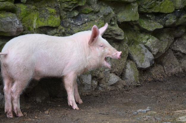 Süßes rosa Schwein mit weit geöffnetem Mund auf einem Bauernhof.
