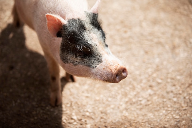 Kostenloses Foto süßes schwein mit schwarzem fleck