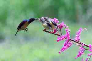 Kostenloses Foto sunbird nectarinia jugularis männchen füttern neugeborene küken auf ast