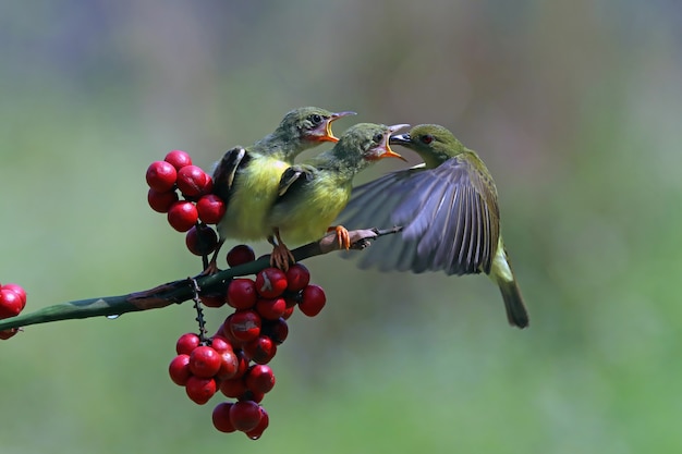 Kostenloses Foto sunbird nectarinia jugularis weibchen füttert neugeborene küken auf ast