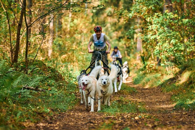 Svetly, oblast kaliningrad, russland - 2. oktober 2021 - kart-hundesport, aktive siberian husky-hunde, die mit stehenden menschen im herbstwald hundekarren laufen und ziehen. dryland-mushing-wettbewerb
