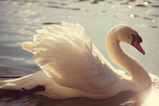 Swan