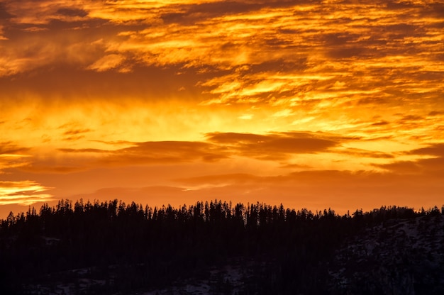 Szenische Aufnahme des orangefarbenen Himmels über dem Wald während des Sonnenuntergangs