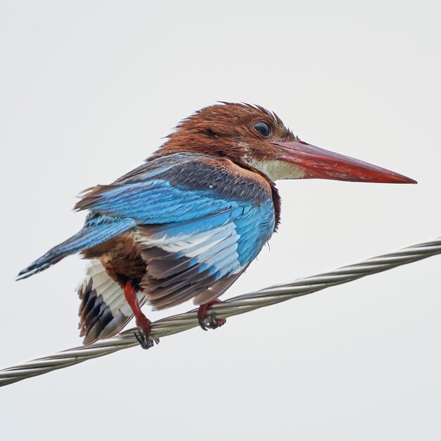 Szenische Aufnahme eines farbenfrohen Halcyon-Vogels, der auf einem Draht thront, der auf dem weißen Hintergrund isoliert ist