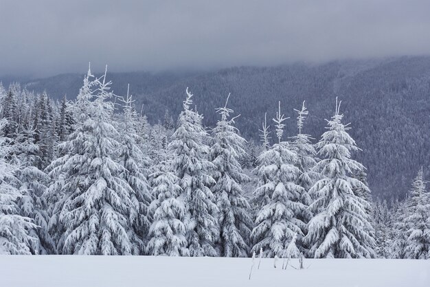 Szenisches Bild des Fichtenbaums. Frostiger Tag, ruhige Winterszene.