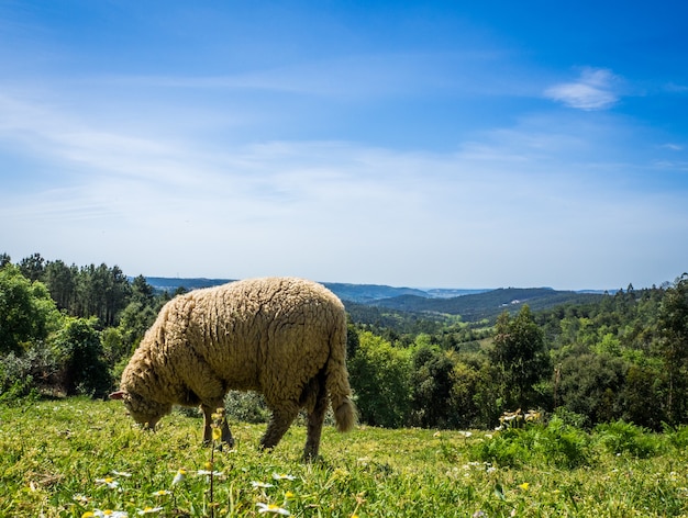 Tagsüber weiden Schafe auf der Weide auf einer Wiese