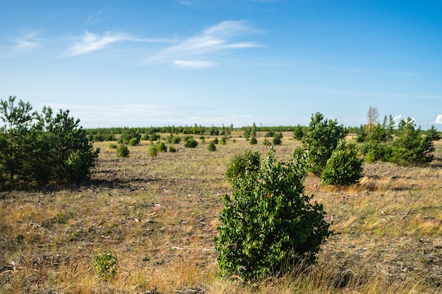 Tal bedeckt mit Gras und Büschen unter Sonnenlicht