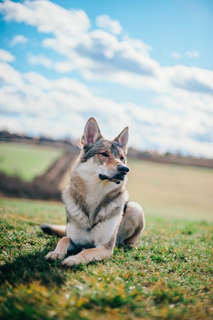 Tamaskan Hund sitzt im Garten während des Tages