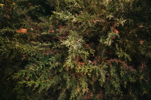 Tannenbaum Wald