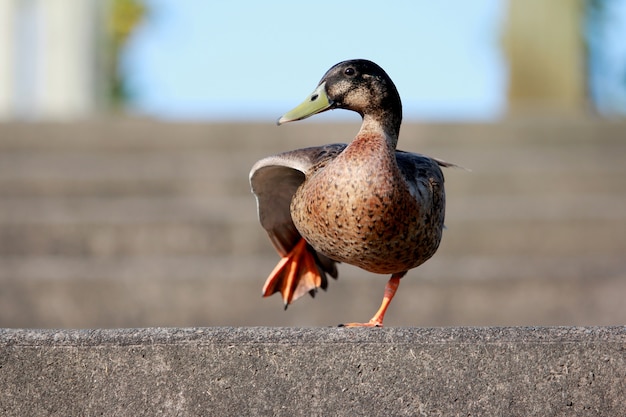 Tanzende Ente