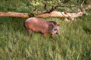 Kostenloses Foto tapir, der auf dem gras läuft