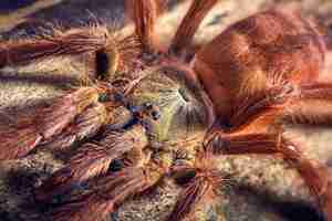 Kostenloses Foto tarantula tapinauchenius gigas